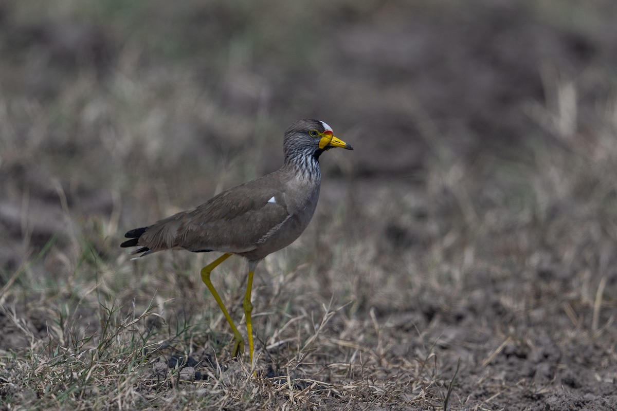 Wattled Lapwing - ML641785583