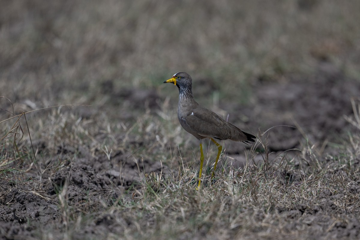 Wattled Lapwing - ML641785584