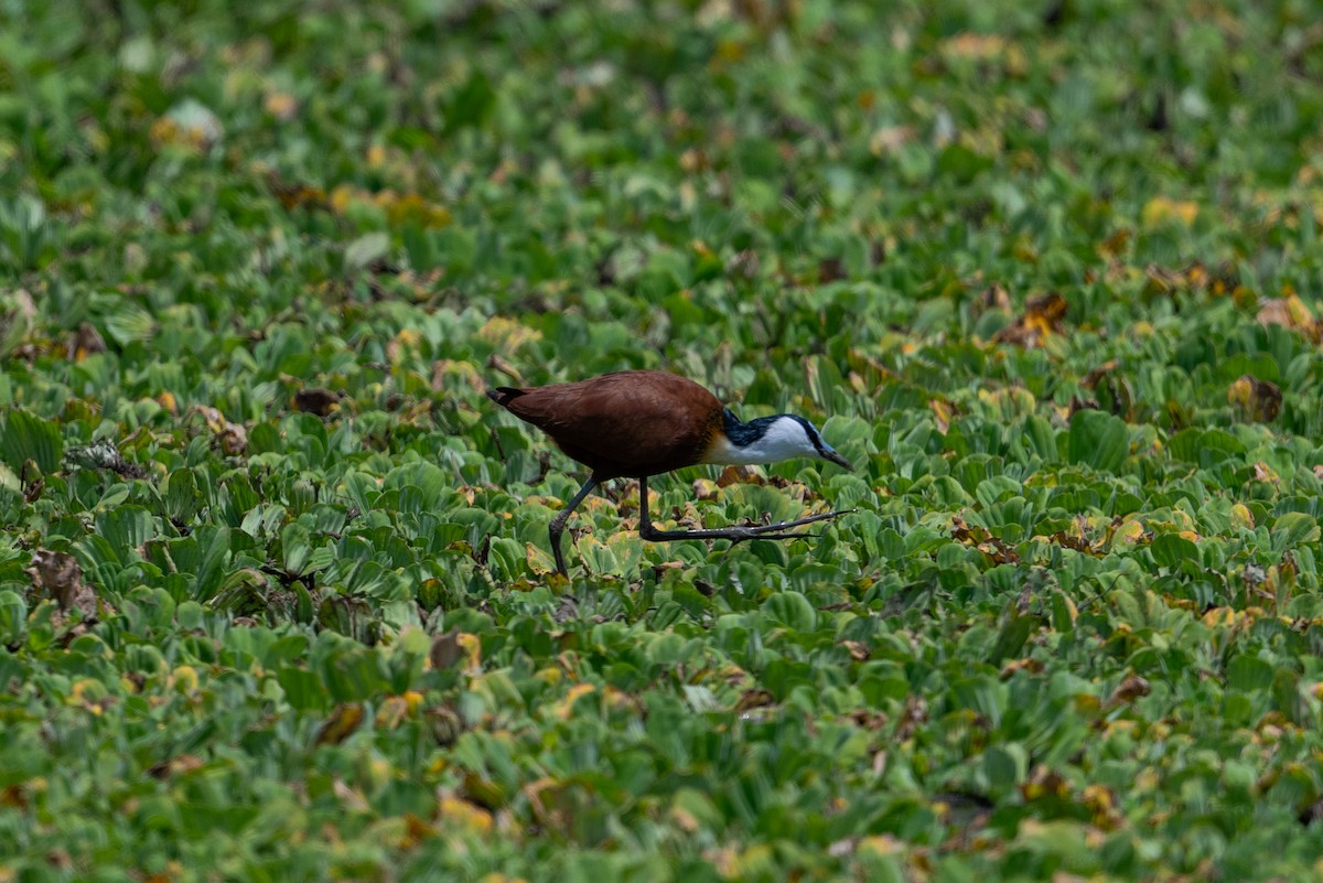 African Jacana - ML641785586