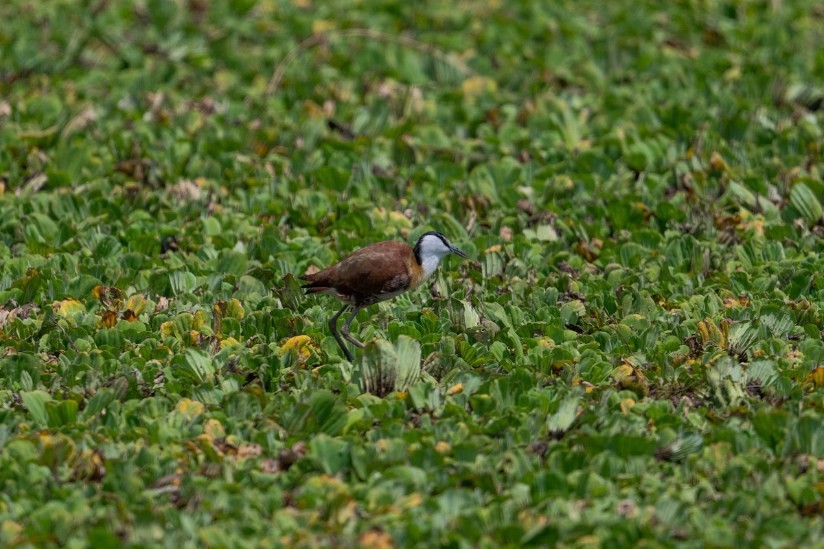 African Jacana - ML641785591