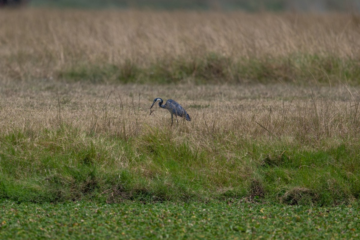 Black-headed Heron - ML641785593