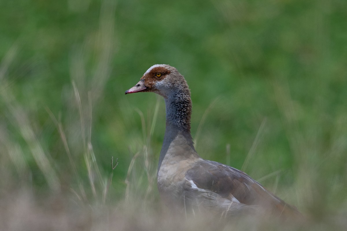 Egyptian Goose - ML641785594
