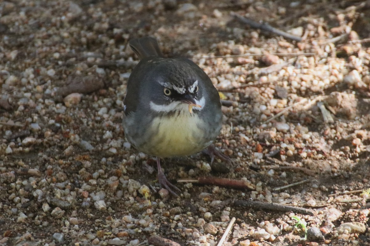 White-browed Scrubwren (White-browed) - ML641785622