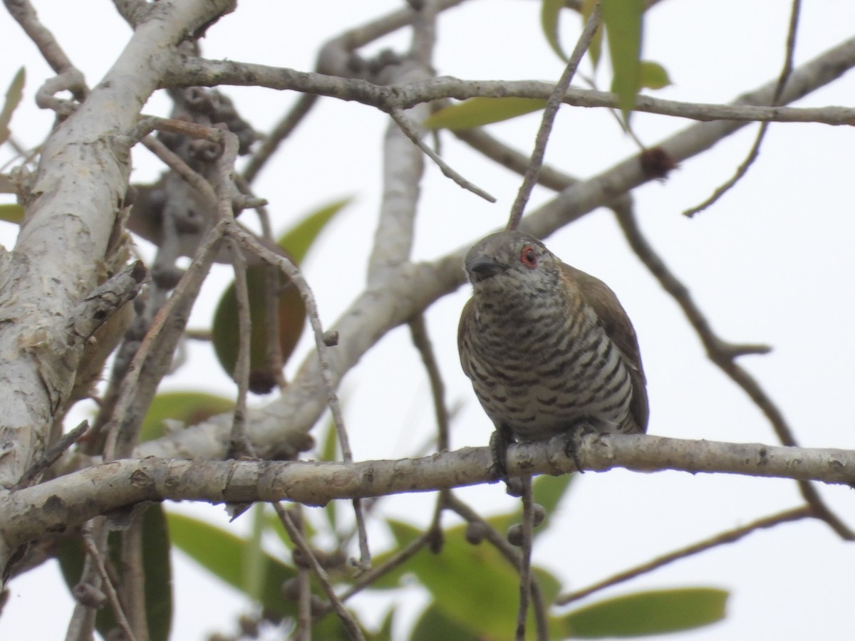 Little Bronze-Cuckoo - ML641785653