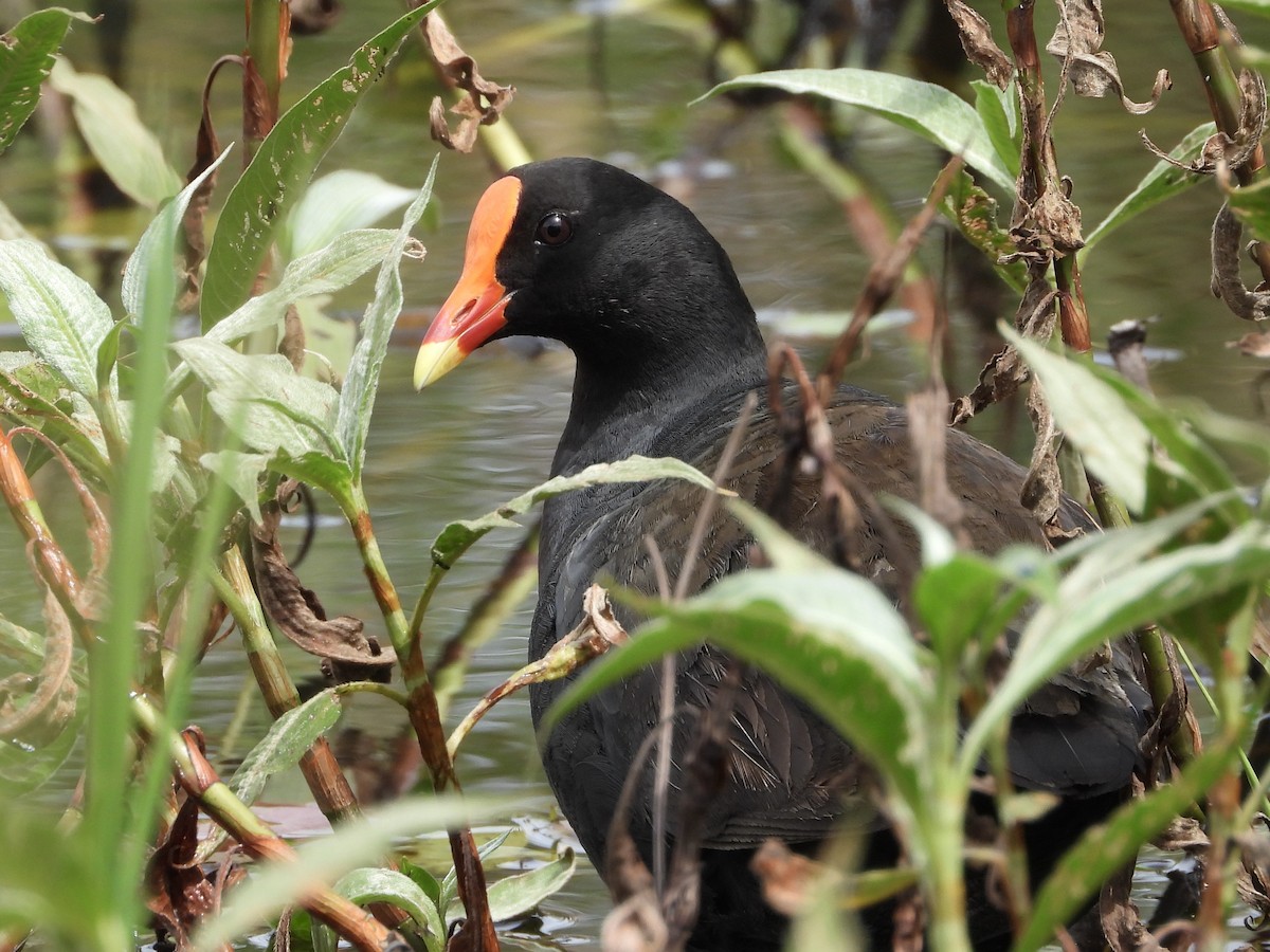 Dusky Moorhen - ML641785656