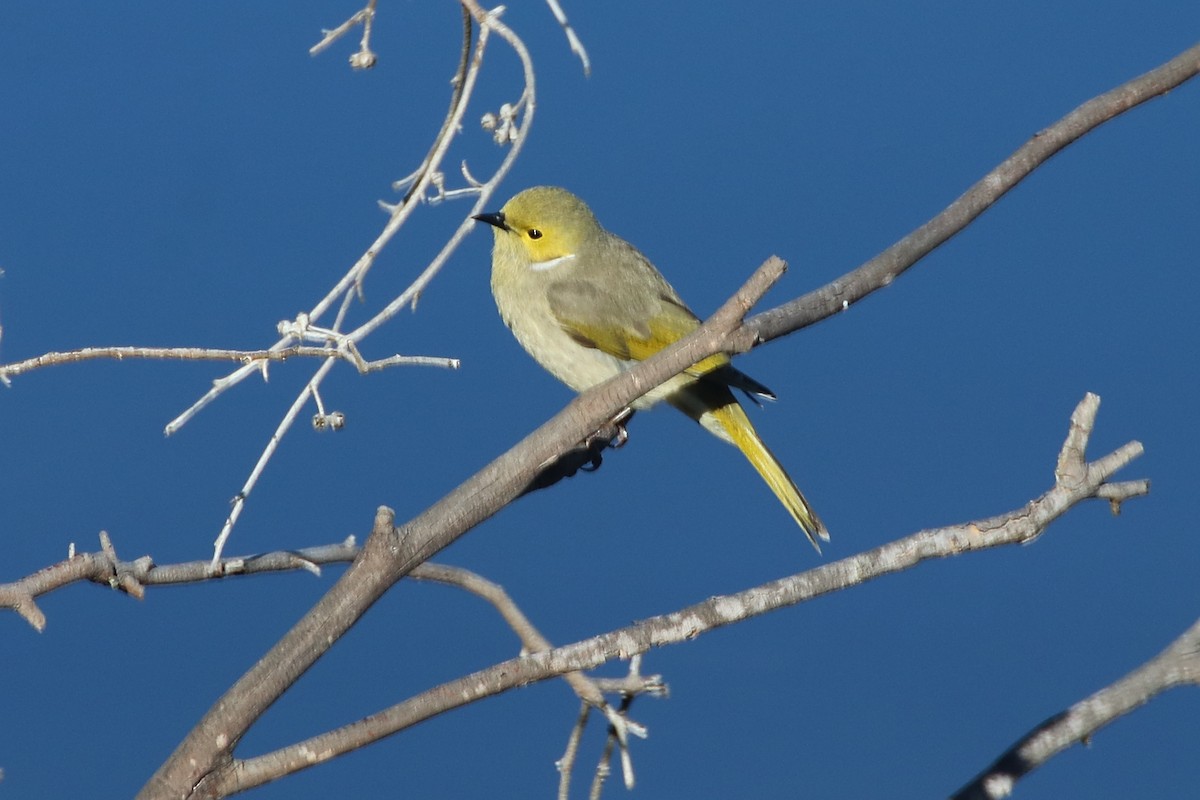 White-plumed Honeyeater - ML641785671