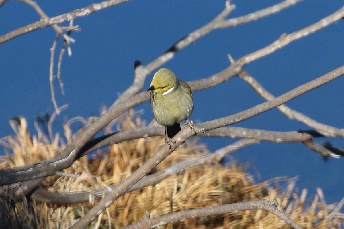 White-plumed Honeyeater - ML641785672