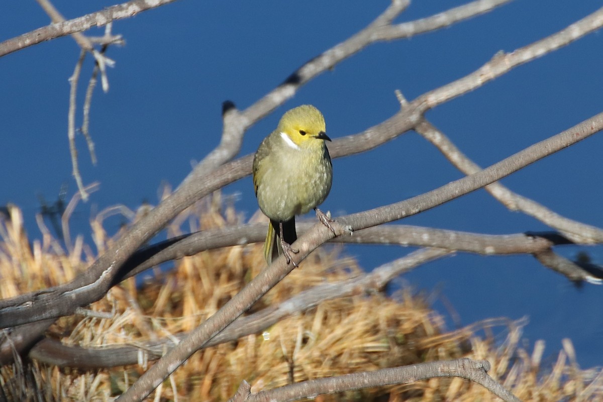 White-plumed Honeyeater - ML641785673