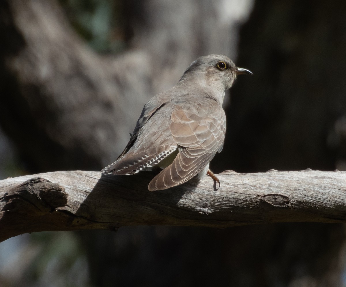 Pallid Cuckoo - ML641785692