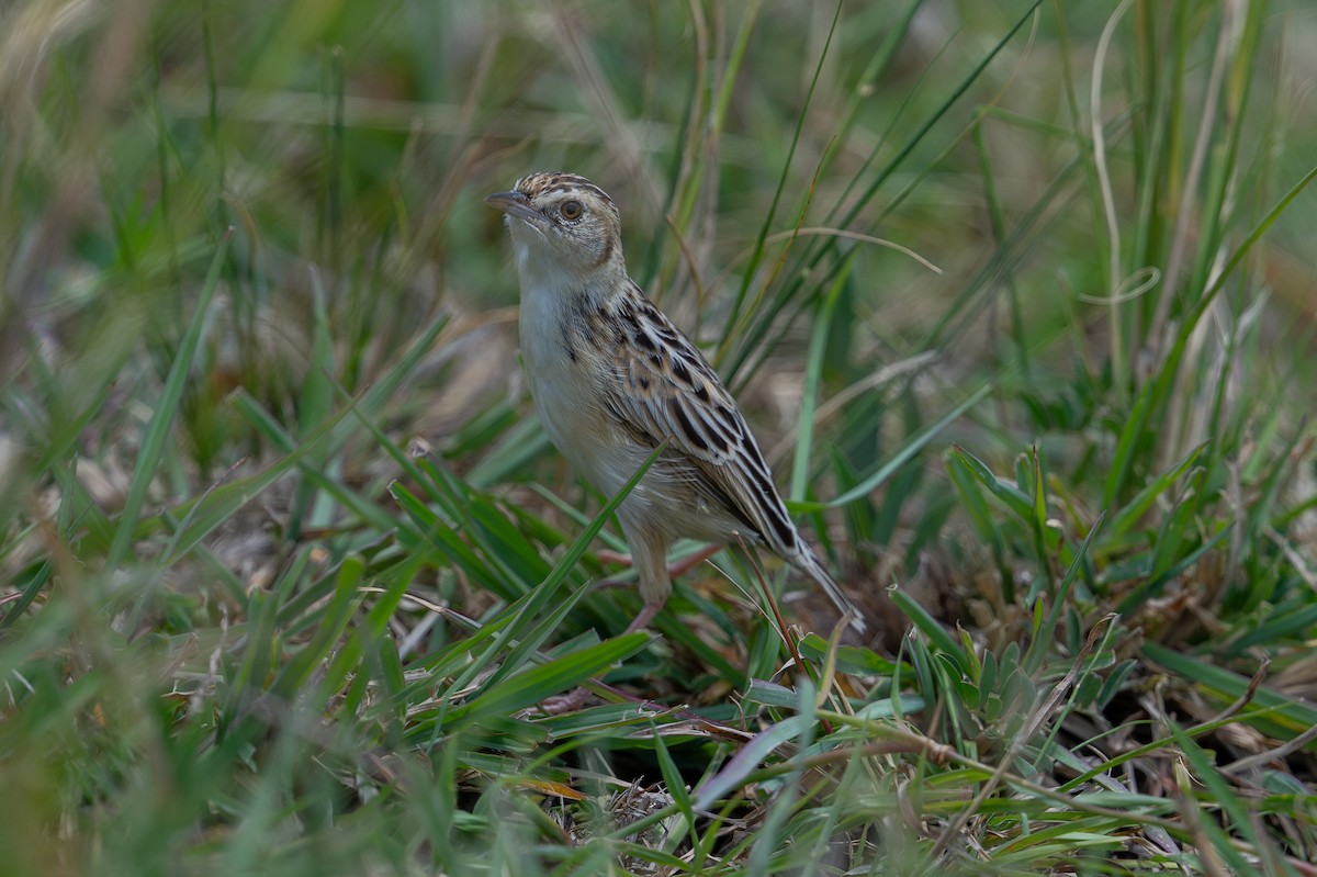 Desert Cisticola - ML641785696