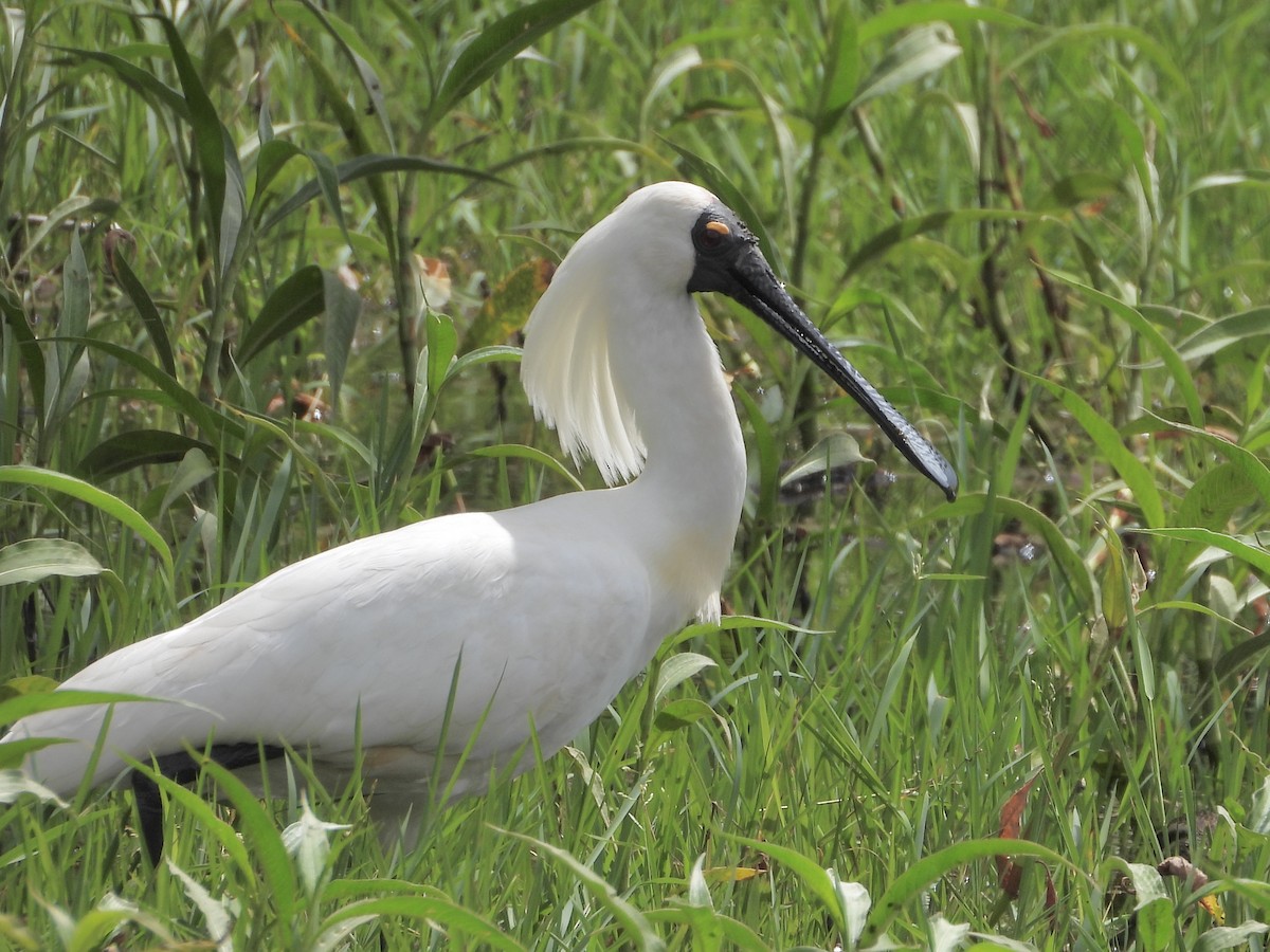 Royal Spoonbill - ML641785699