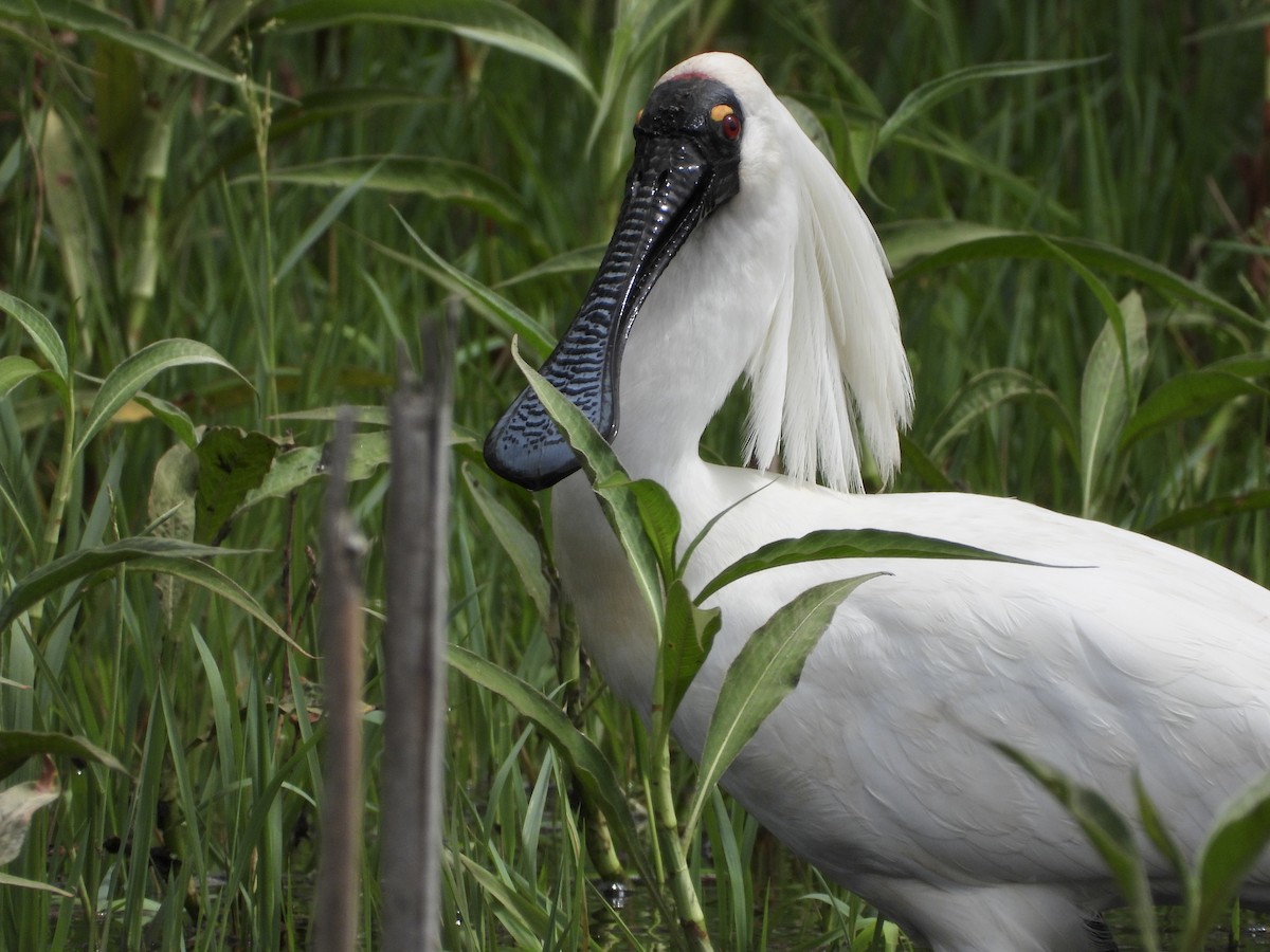 Royal Spoonbill - ML641785700