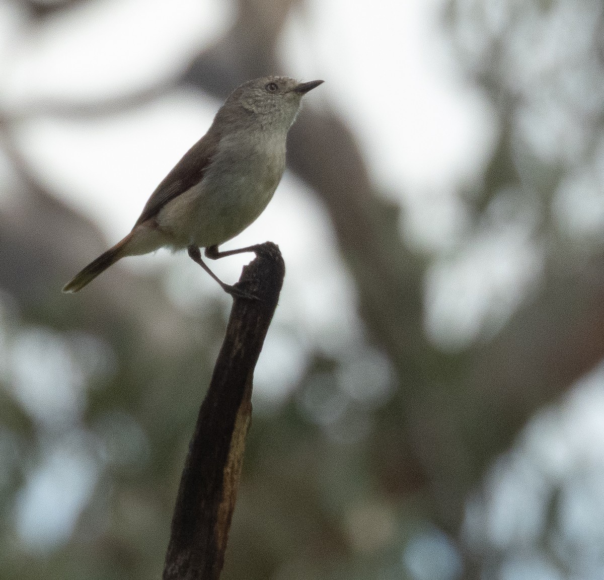 kastanjegumptornsmett - ML641785702