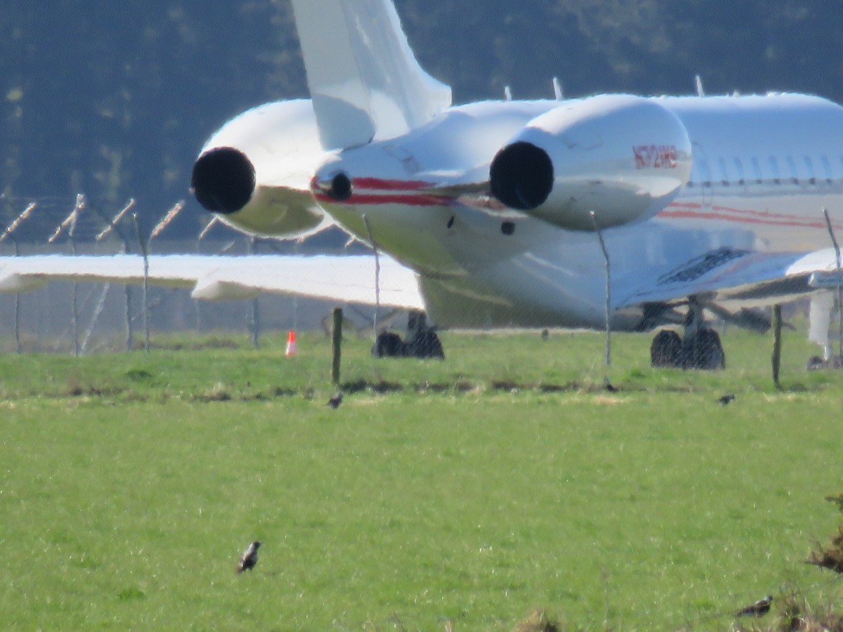 Australian Magpie - ML641785710