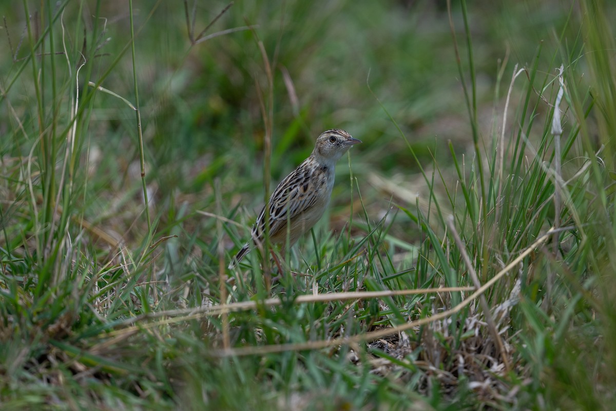 Desert Cisticola - ML641785713