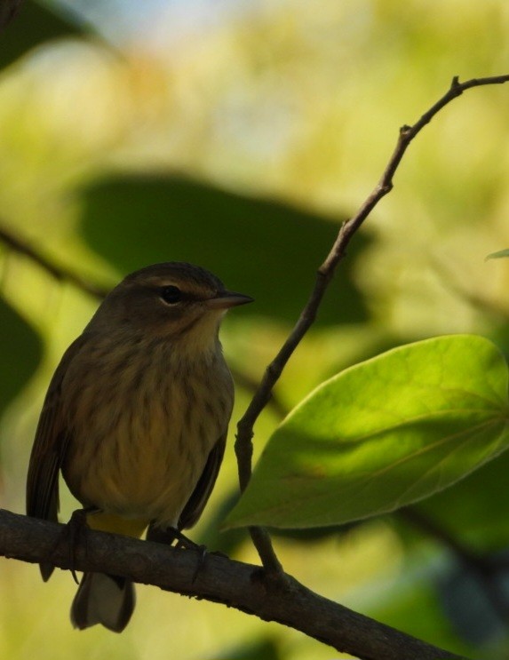 Palm Warbler - ML641785718