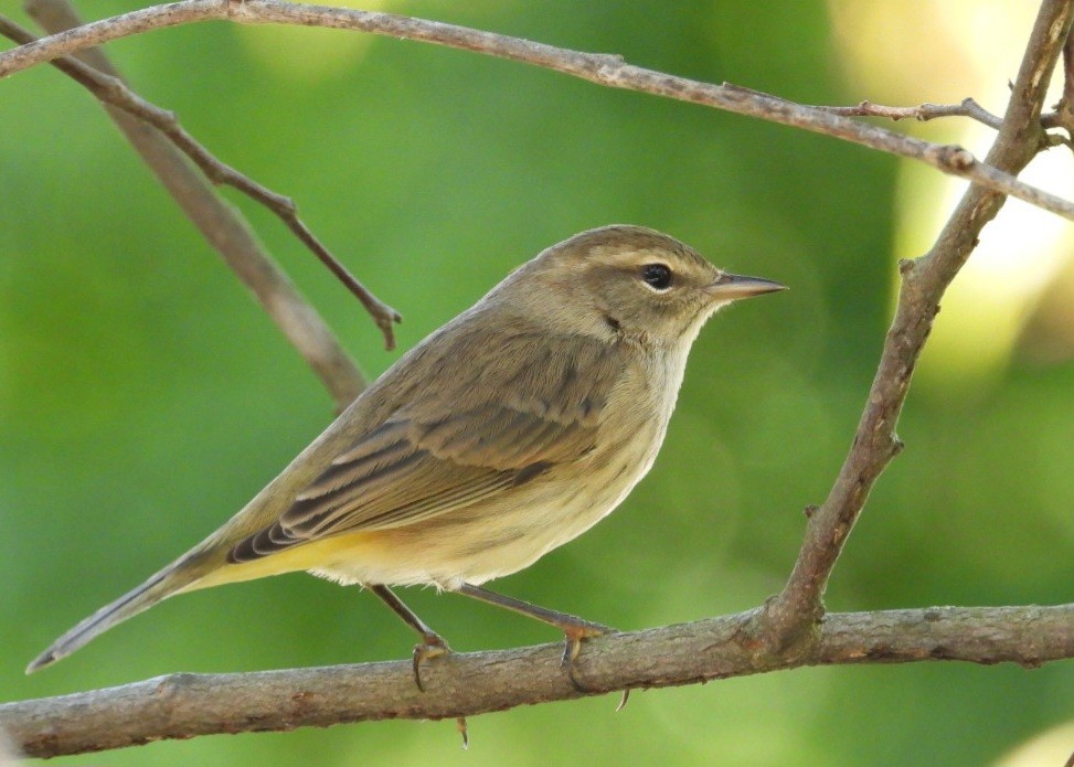 Palm Warbler - ML641785719