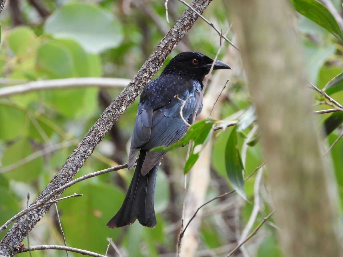 Spangled Drongo - ML641785763