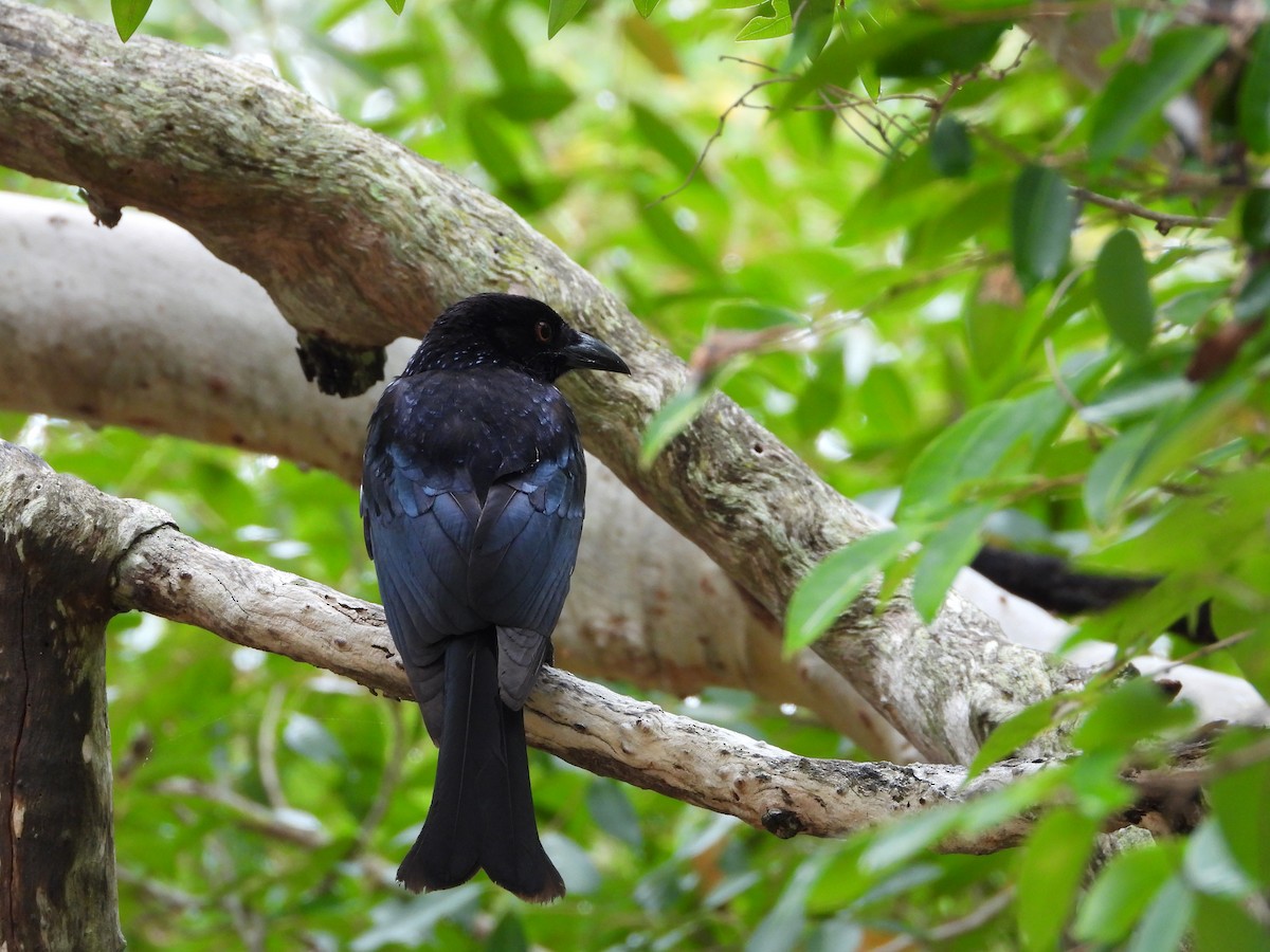 Spangled Drongo - ML641785764