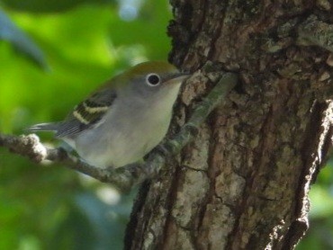 Chestnut-sided Warbler - ML641785767