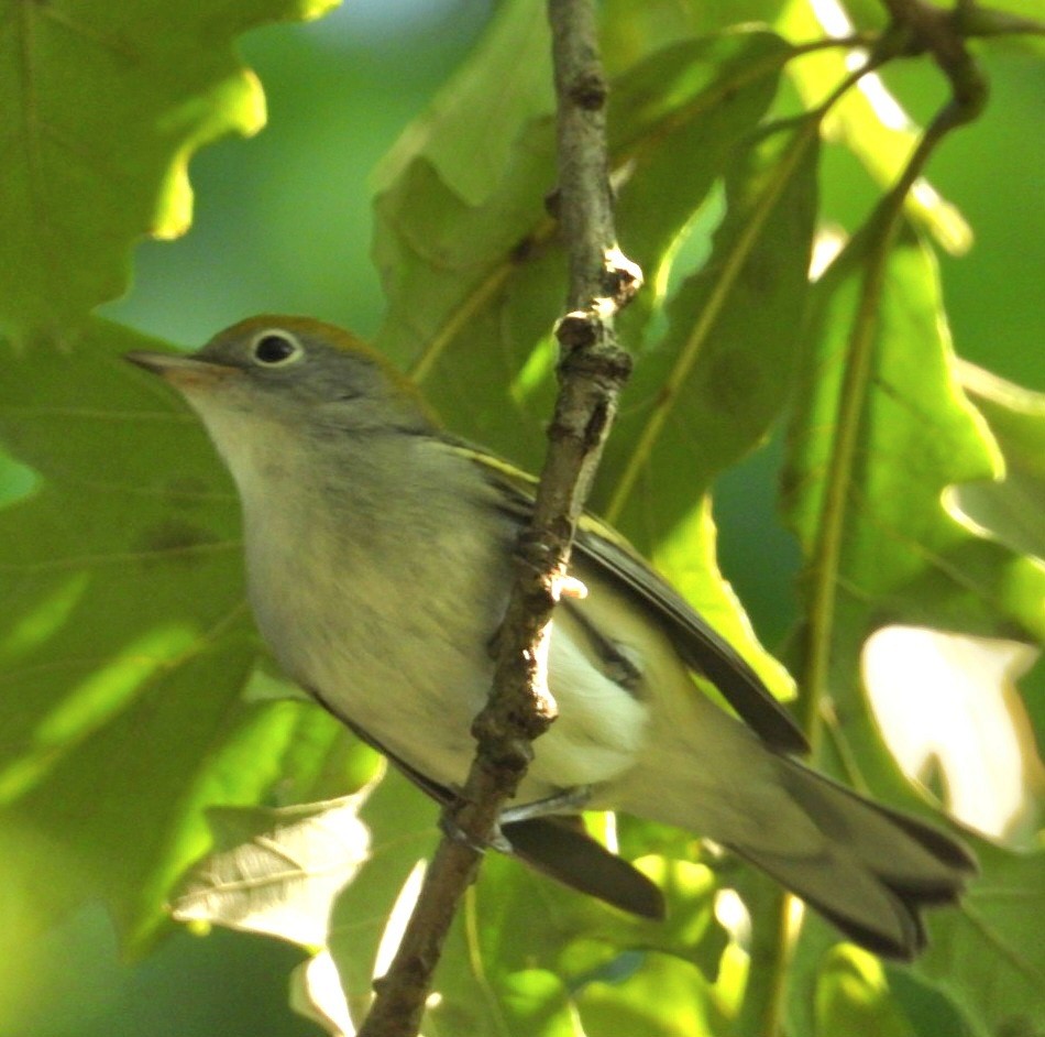 Chestnut-sided Warbler - ML641785768