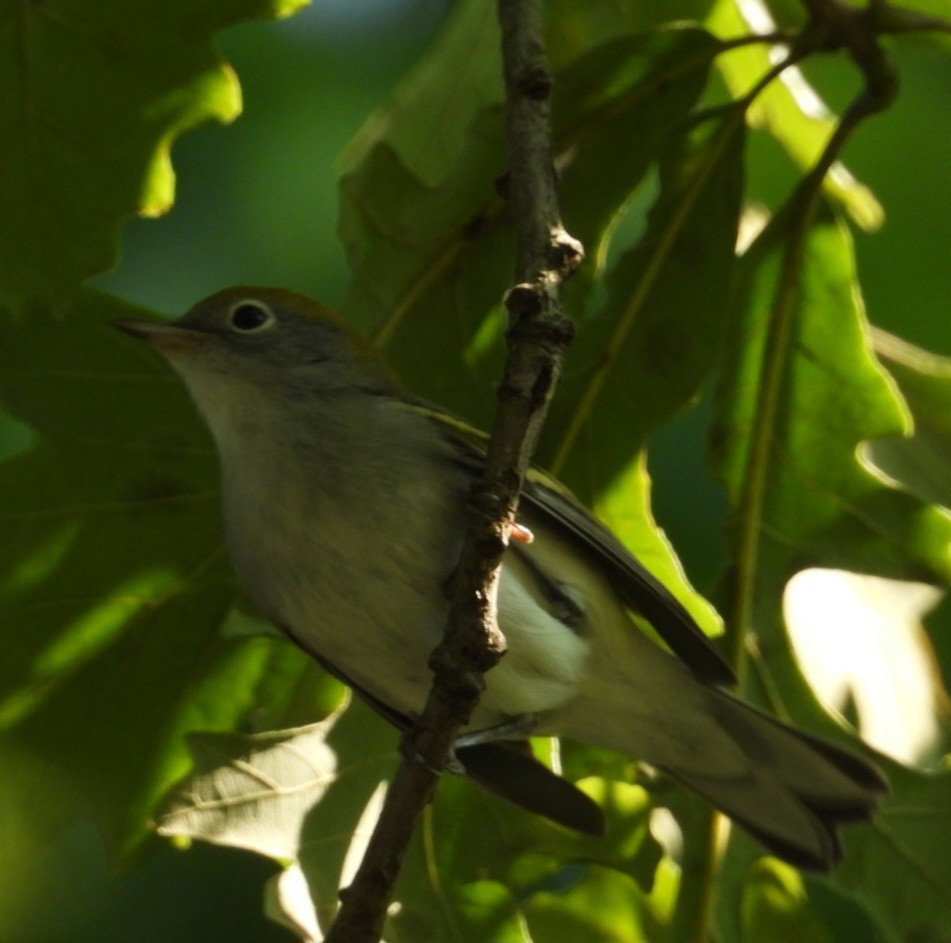 Chestnut-sided Warbler - ML641785769