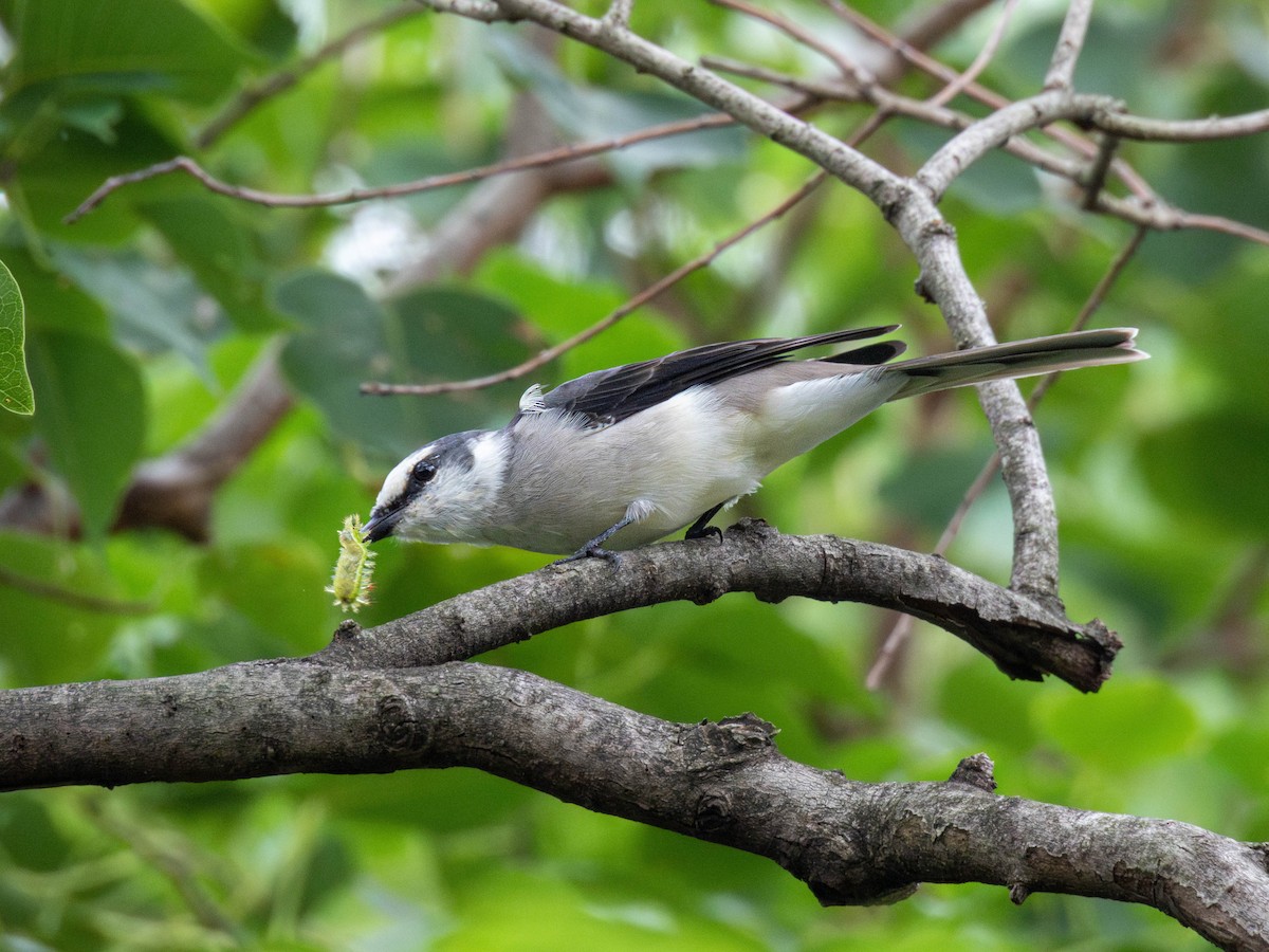 Brown-rumped Minivet - ML641785778