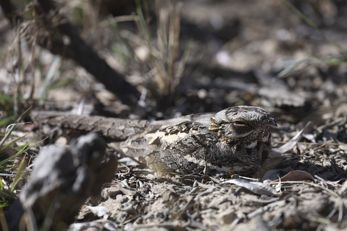 Fiery-necked Nightjar - ML641785779
