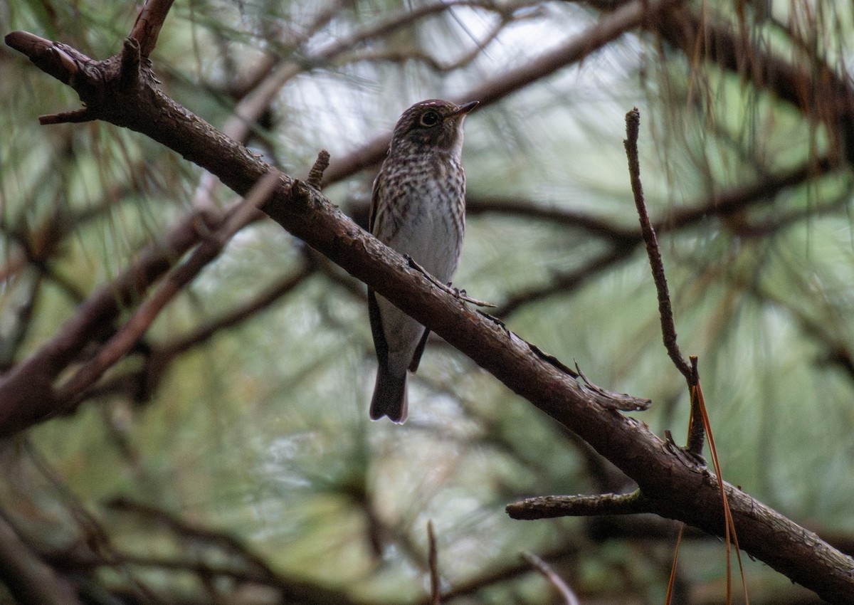 Euli-txori siberiarra - ML641785808