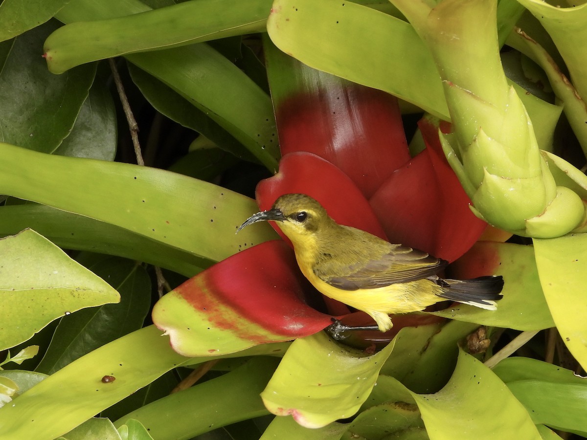 Sahul Sunbird - ML641785809