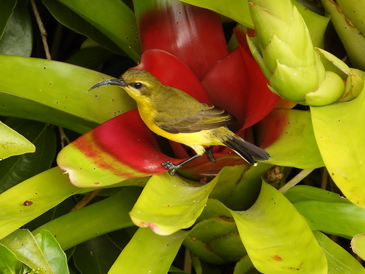 Sahul Sunbird - ML641785811