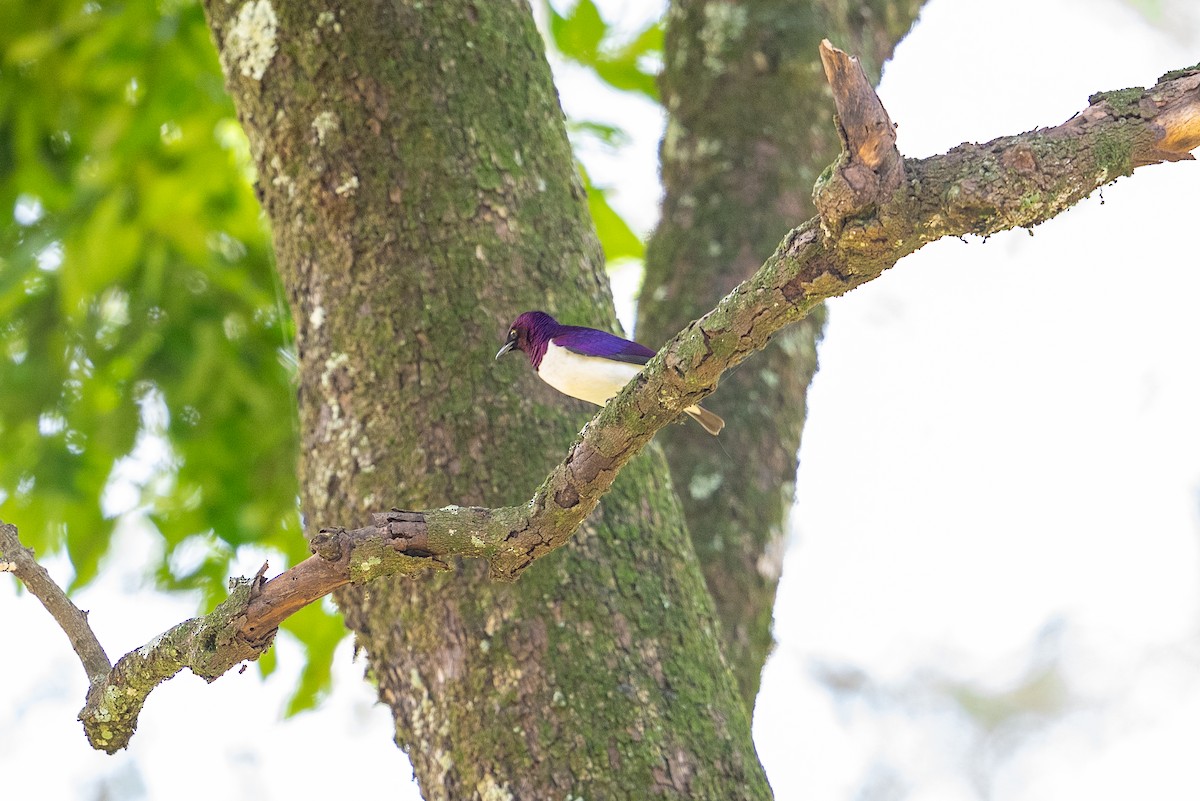 Violet-backed Starling - ML641785812