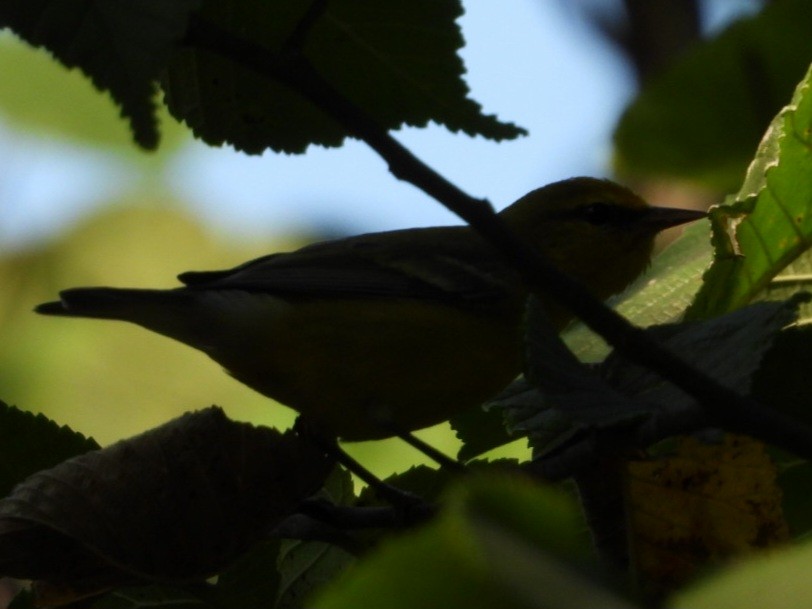 Blue-winged Warbler - ML641785814