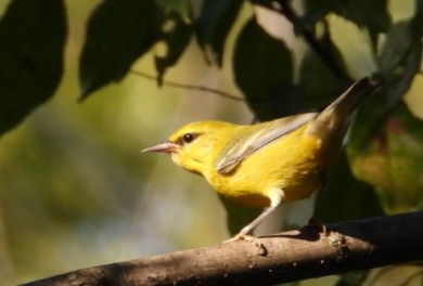 Blue-winged Warbler - ML641785815