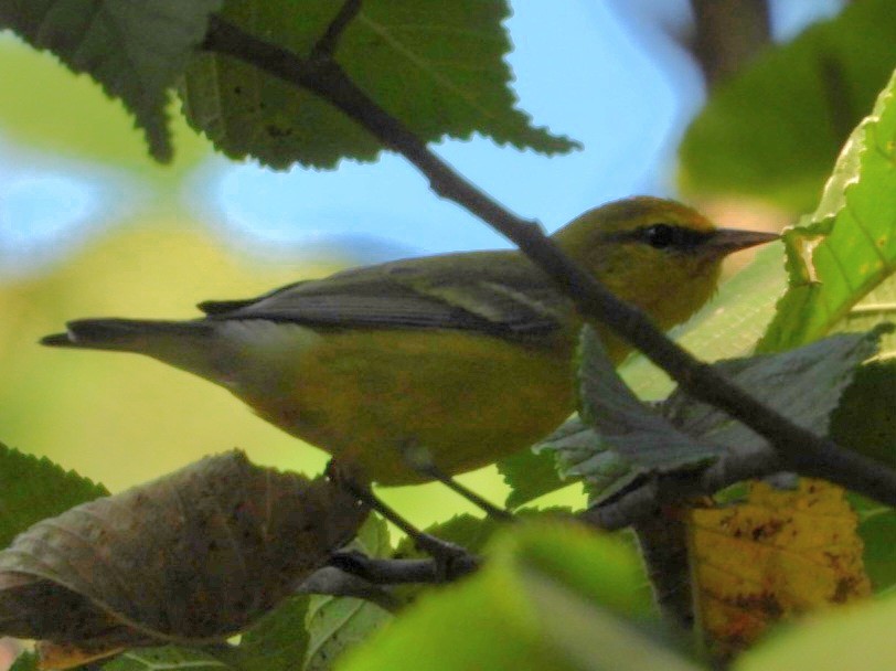 Blue-winged Warbler - ML641785816