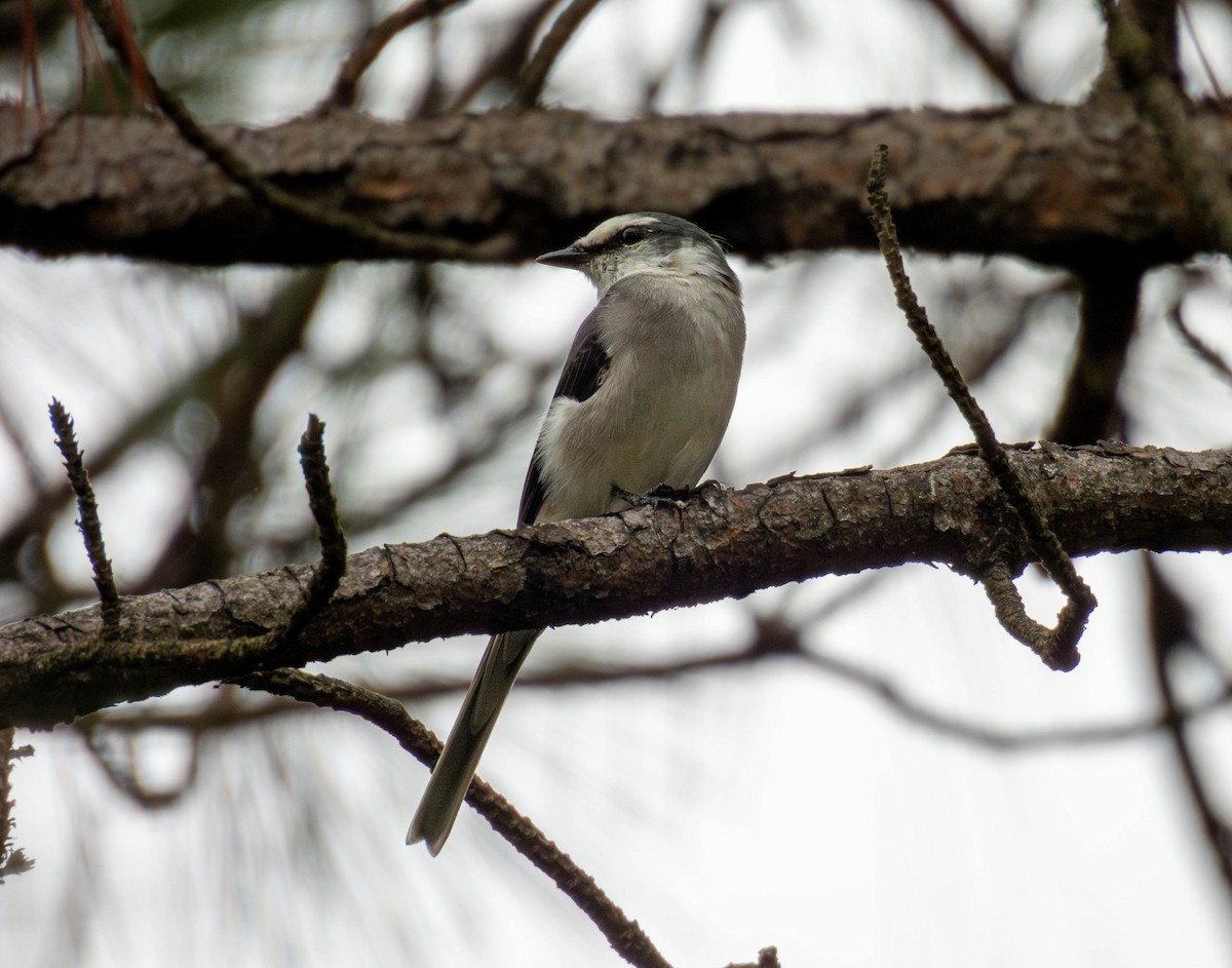 Brown-rumped Minivet - ML641785817