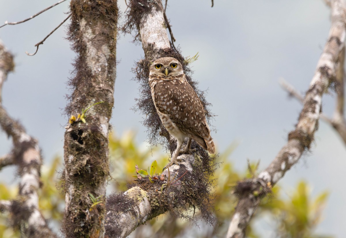 Burrowing Owl - ML641785825