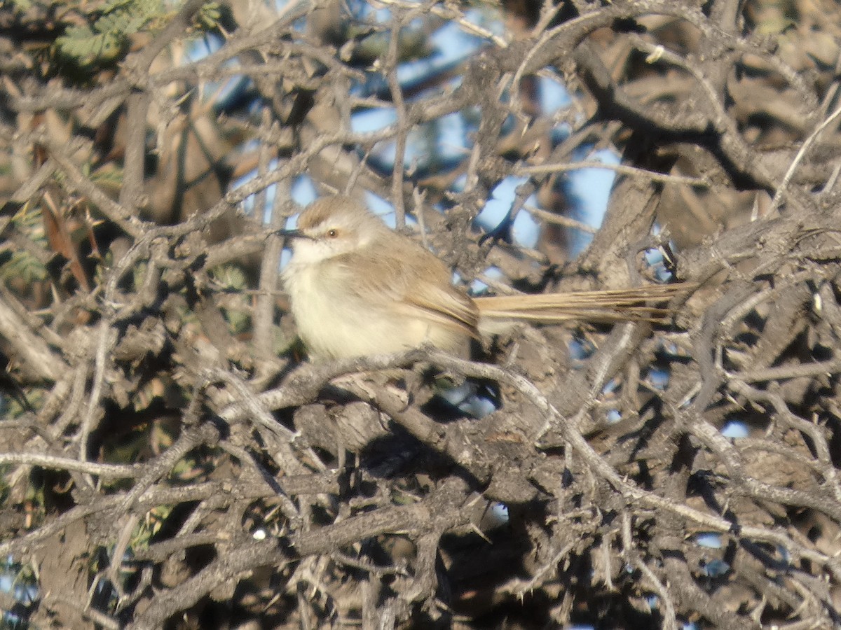 Black-chested Prinia - ML641785829
