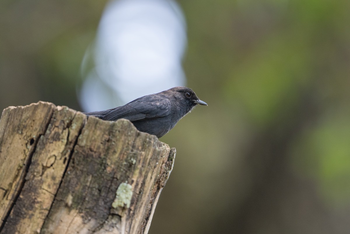 Northern Black-Flycatcher - ML641785832