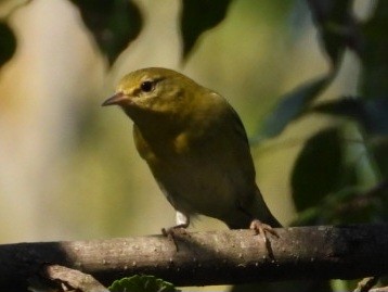 Tennessee Warbler - ML641785839