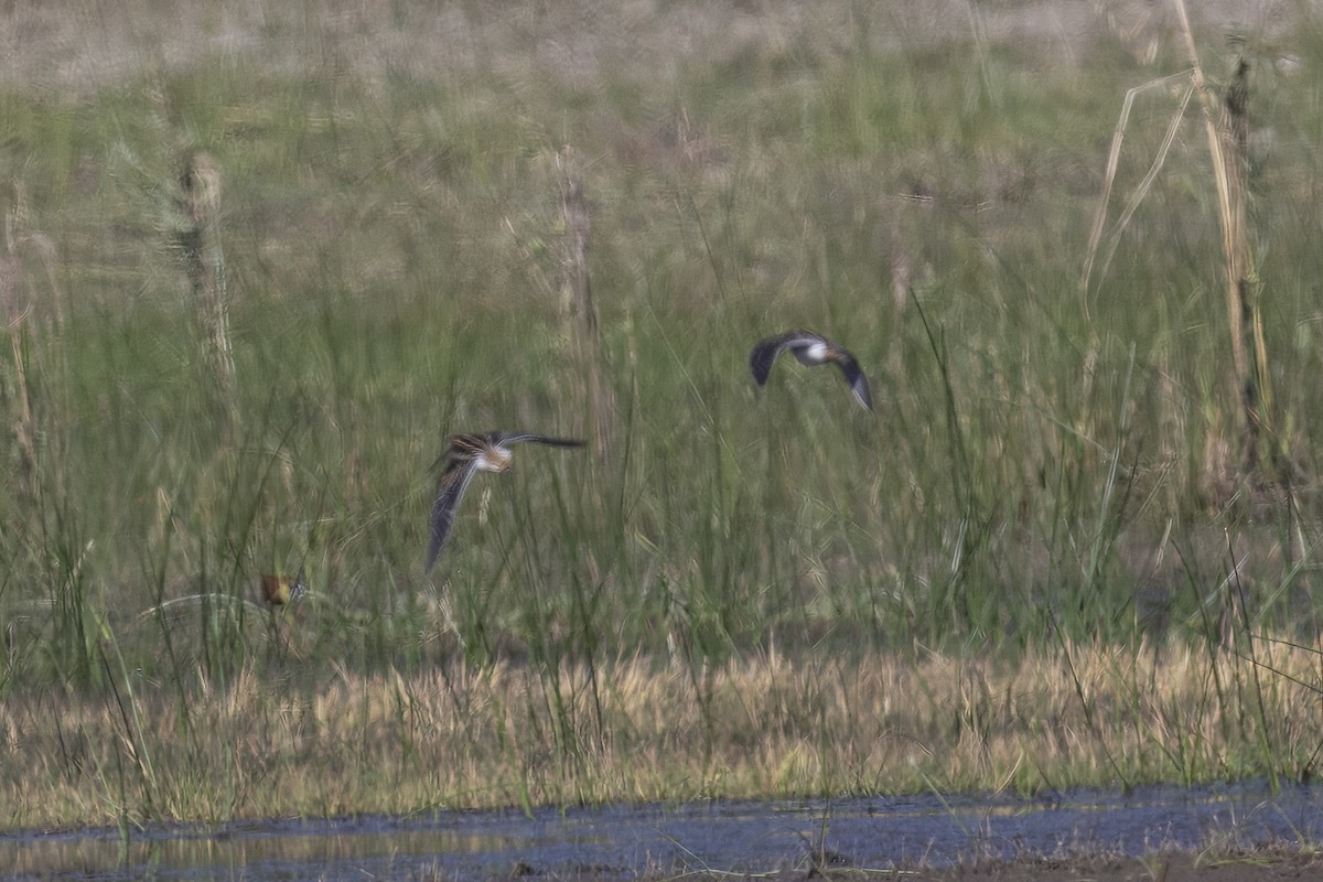 African Snipe - ML641785851