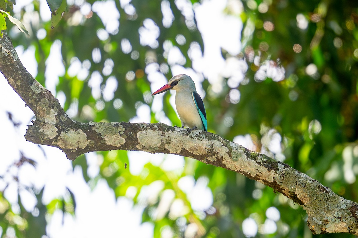 Woodland Kingfisher - ML641785852