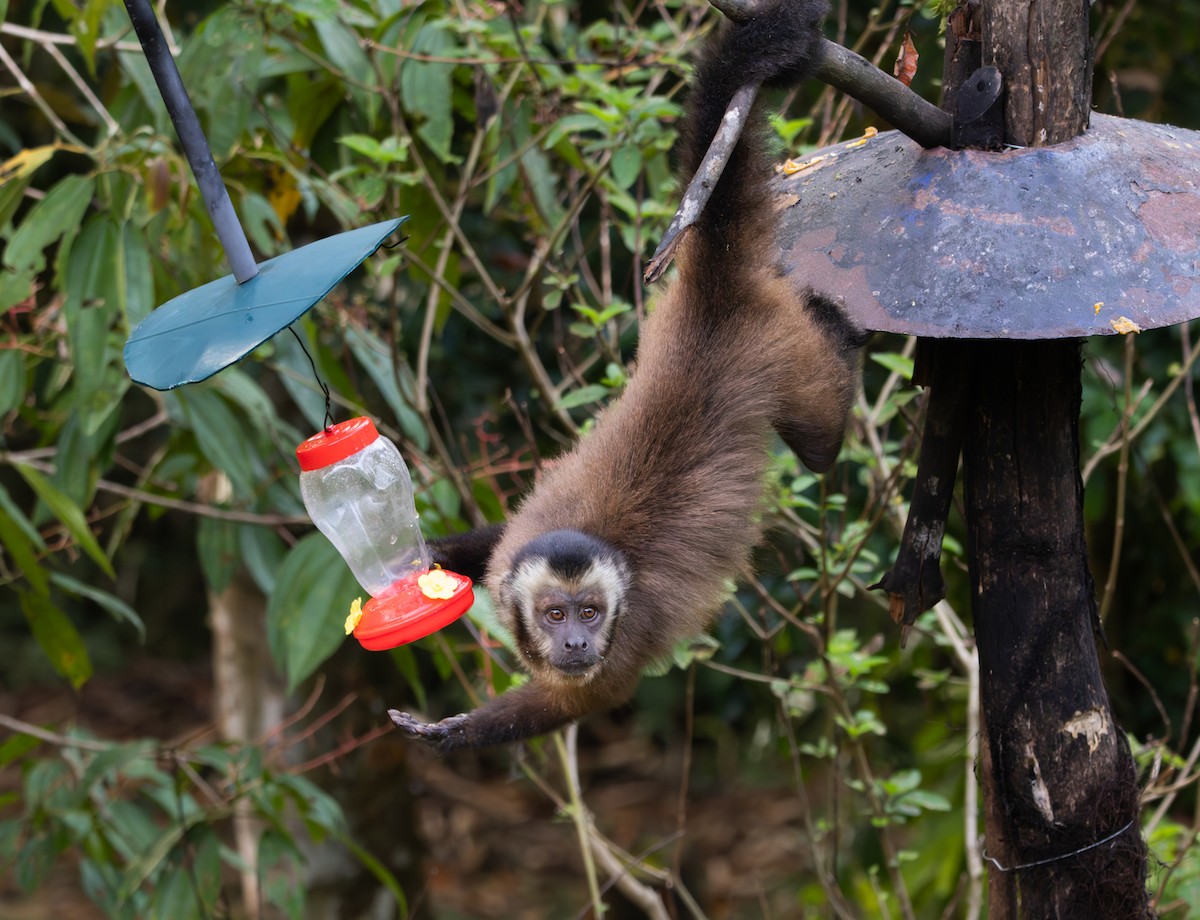 Brown Capuchin - ML641785857