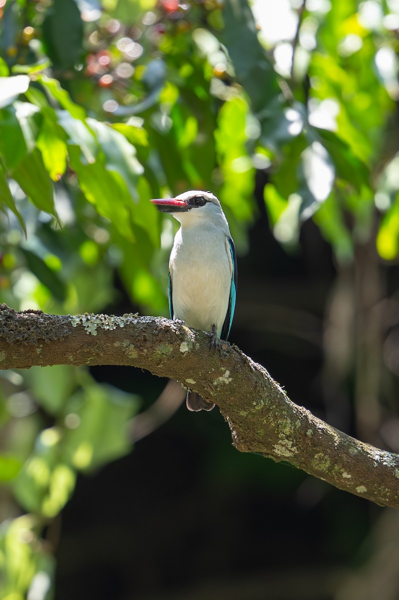 Woodland Kingfisher - ML641785858