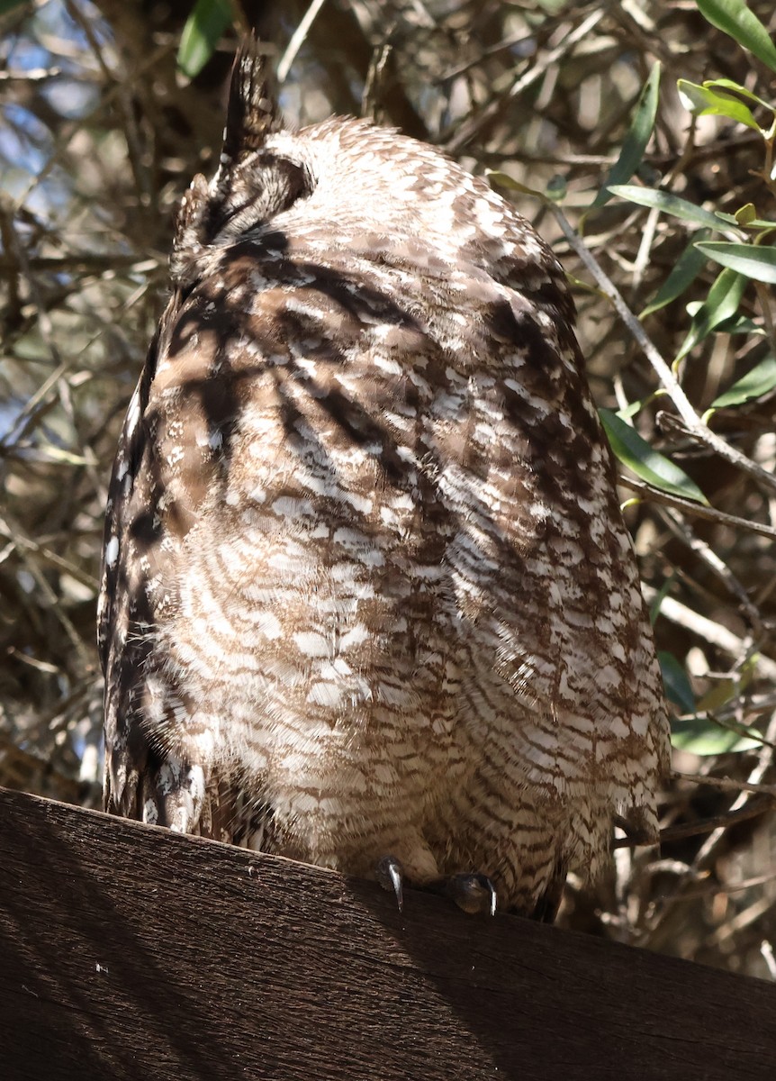 Spotted Eagle-Owl - ML641785867