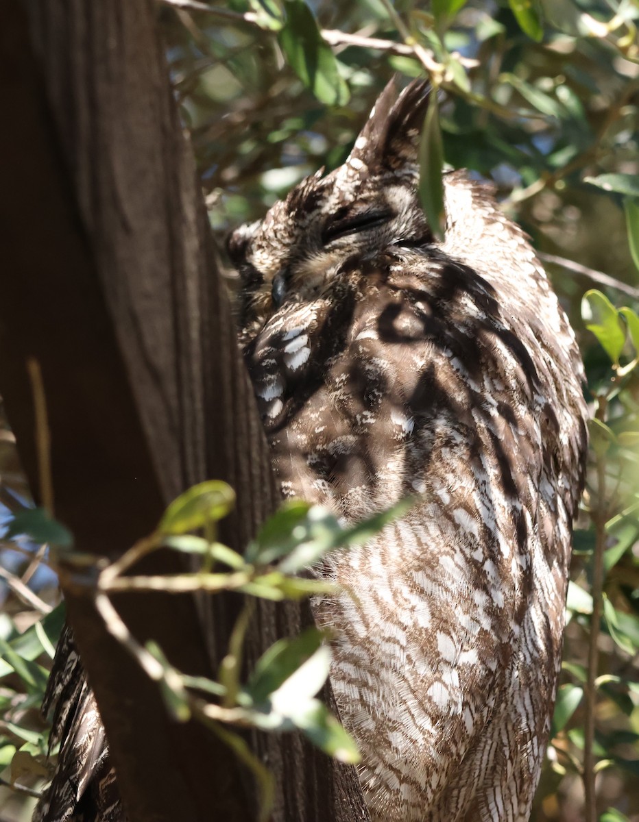 Spotted Eagle-Owl - ML641785868