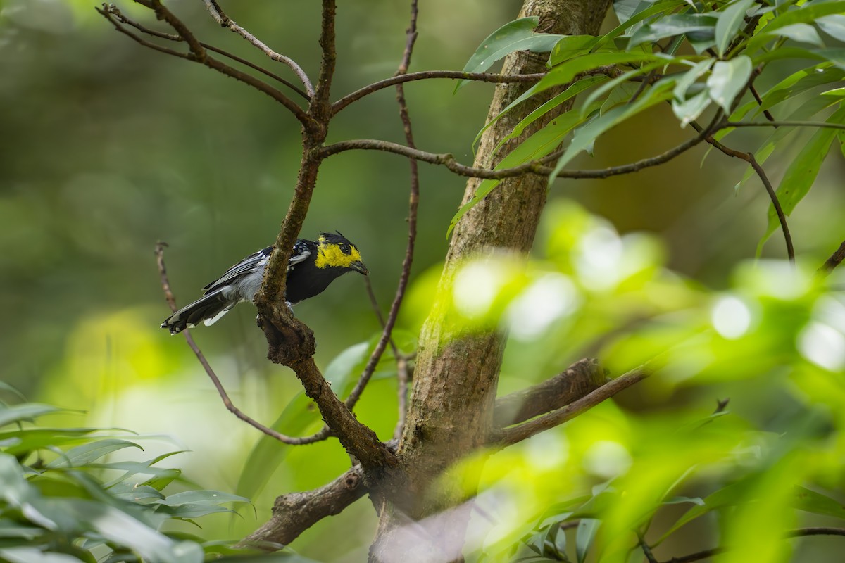 Yellow-cheeked Tit - ML641785900