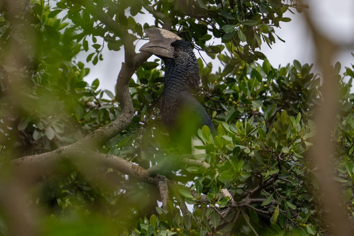Grauwangen-Hornvogel - ML641785914