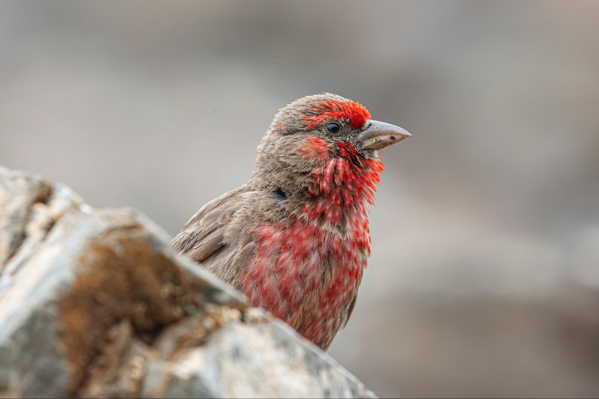 Red-fronted Rosefinch - ML641785924