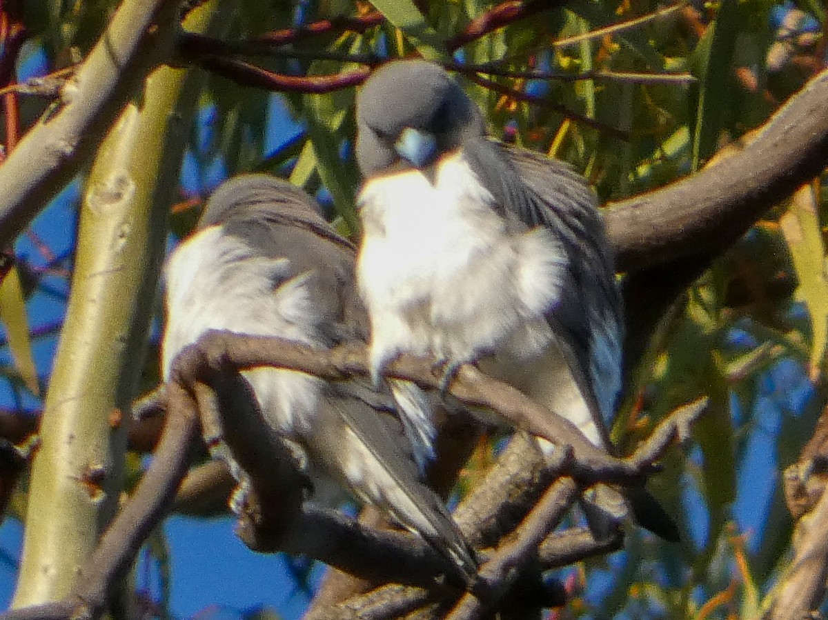 White-breasted Woodswallow - ML641785930